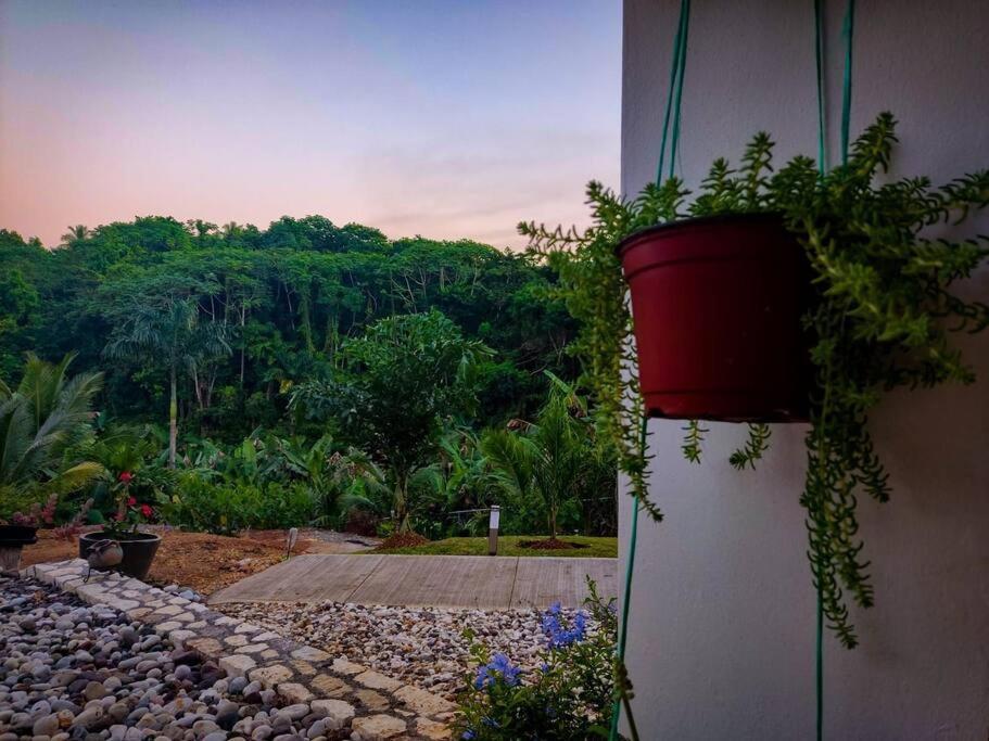 The Willow Apartment Ocho Rios Luaran gambar