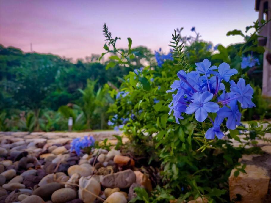 The Willow Apartment Ocho Rios Luaran gambar